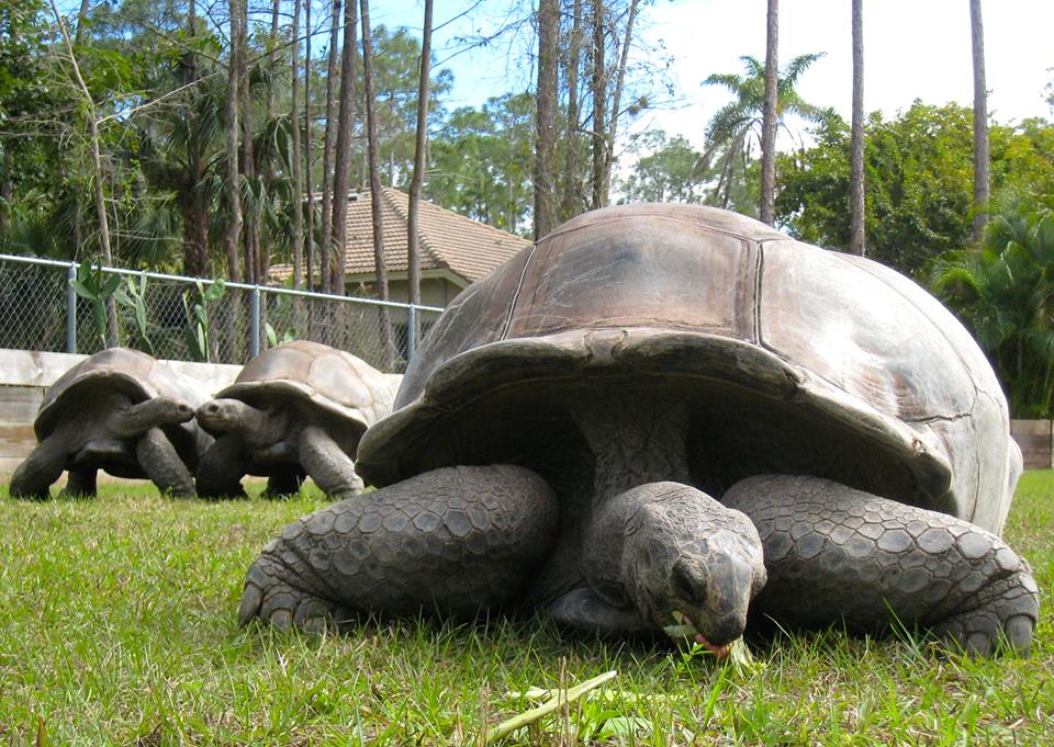 Aldabra Breeders