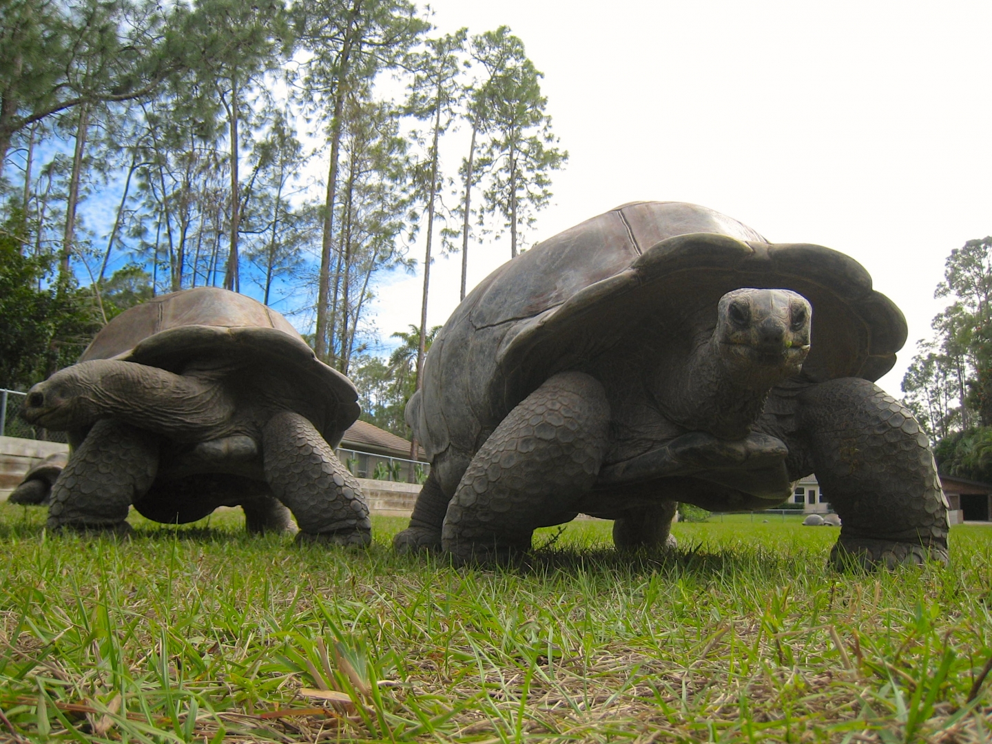 Aldabra Breeders