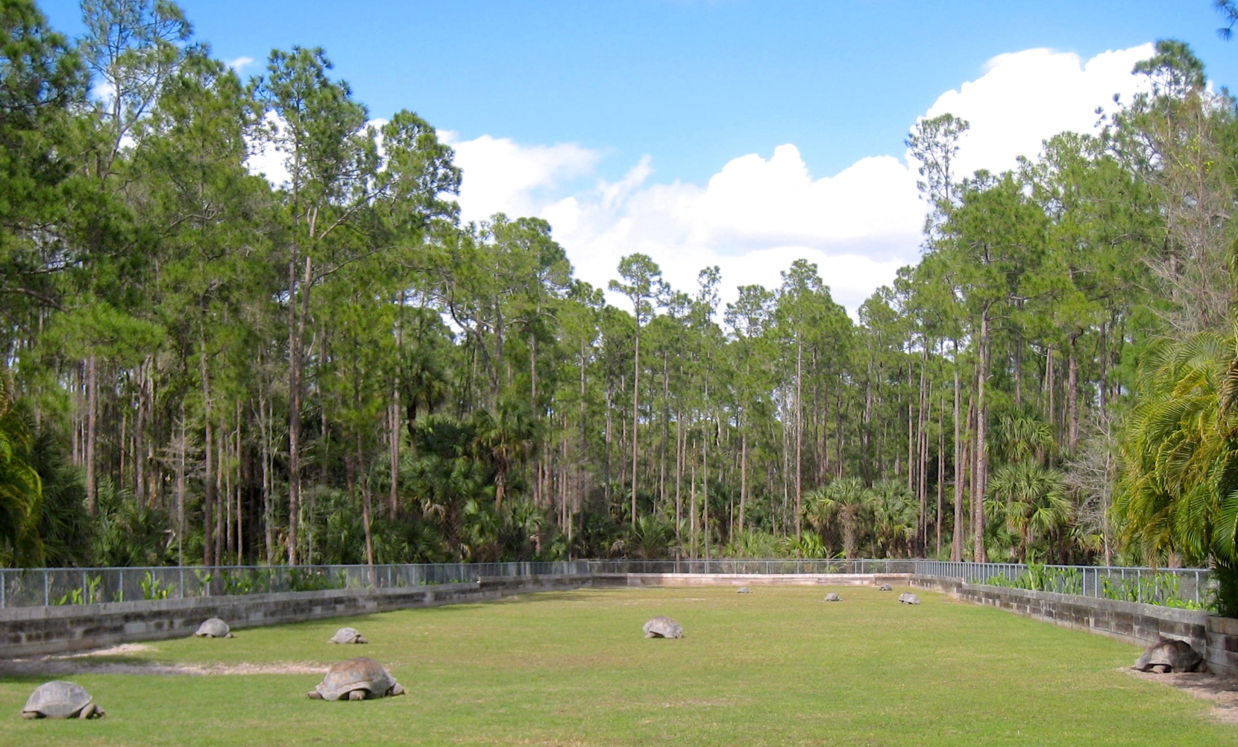 Aldabra Breeders