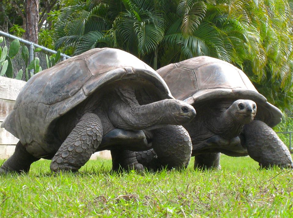 Aldabra Breeders