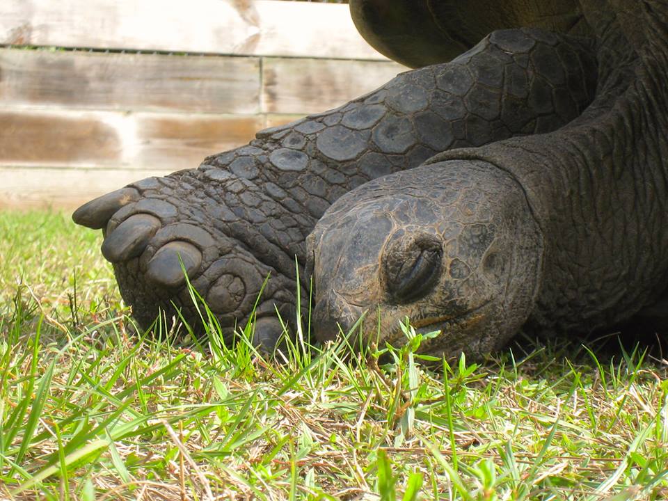 Aldabra Breeders