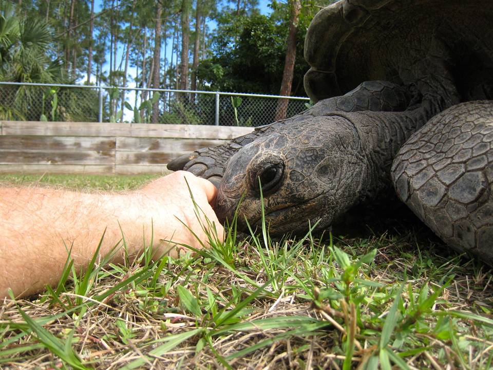 Aldabra Breeders