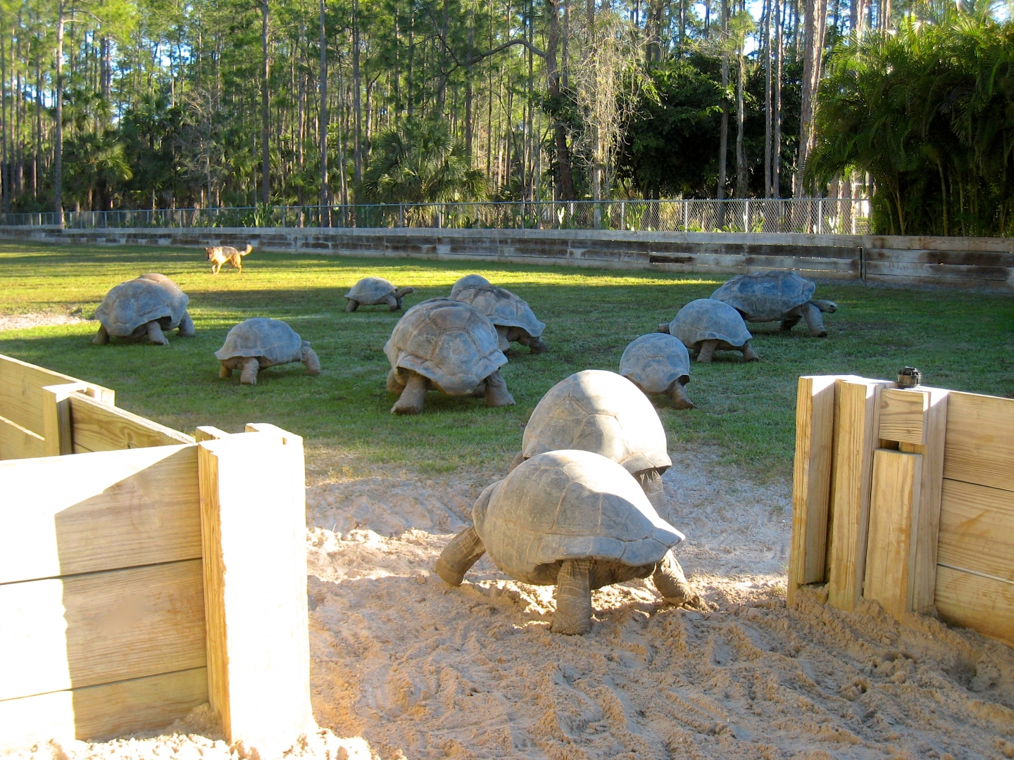 Aldabra Breeders