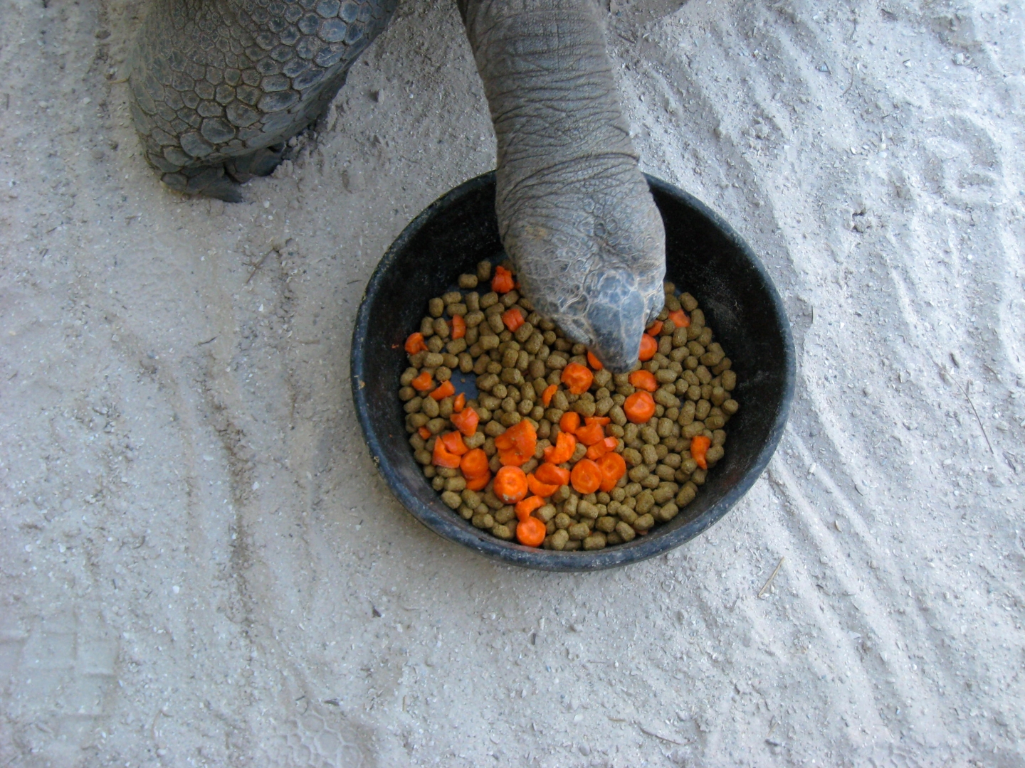 Aldabra Breeders