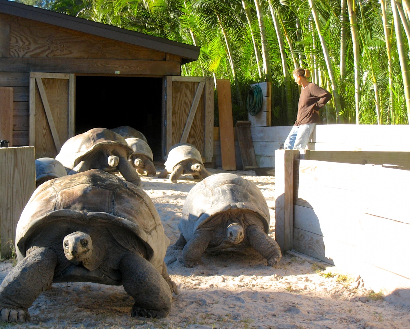Aldabra Breeders