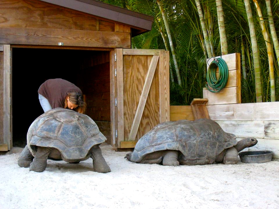 Aldabra Breeders
