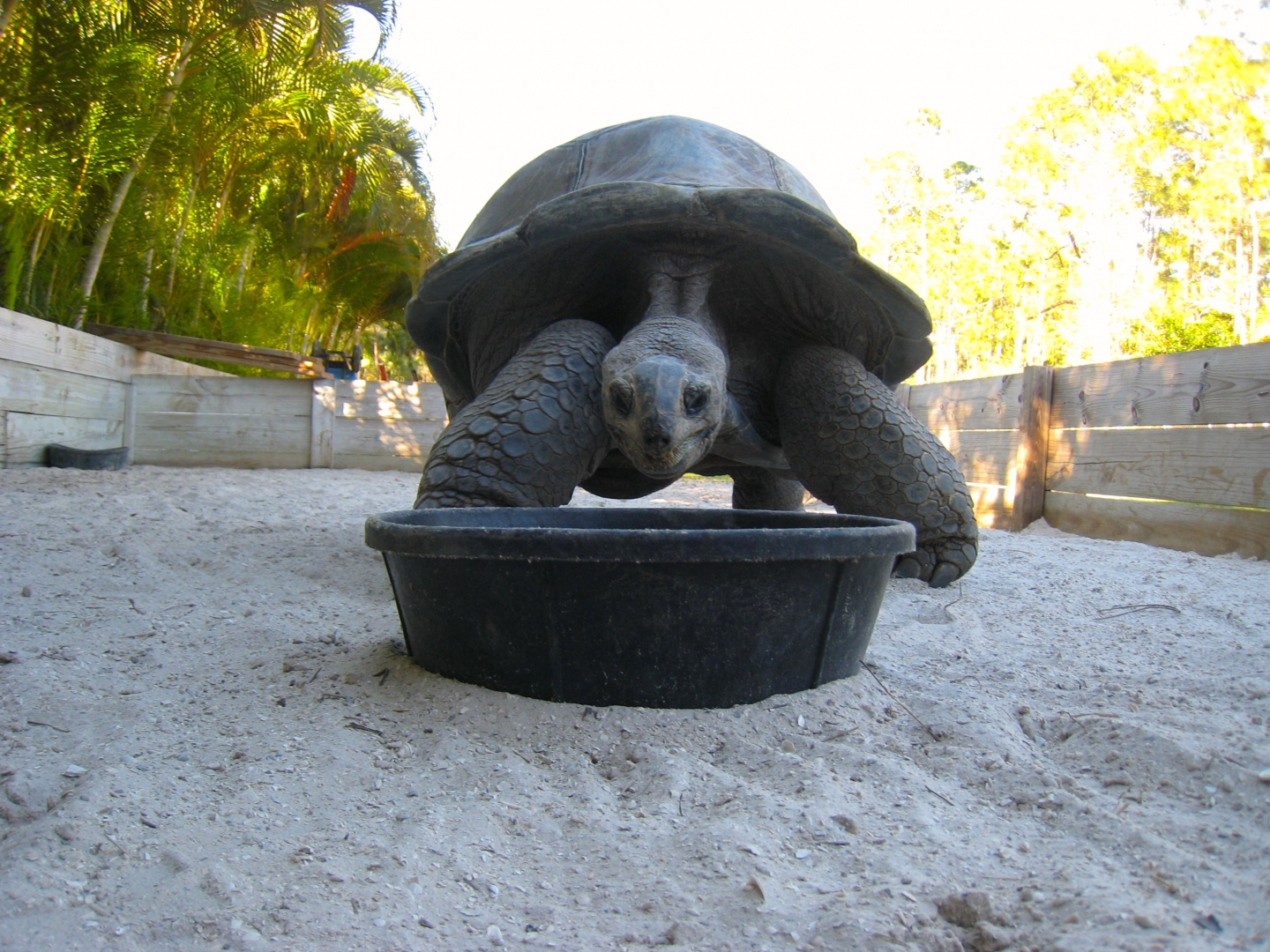 Aldabra Breeders