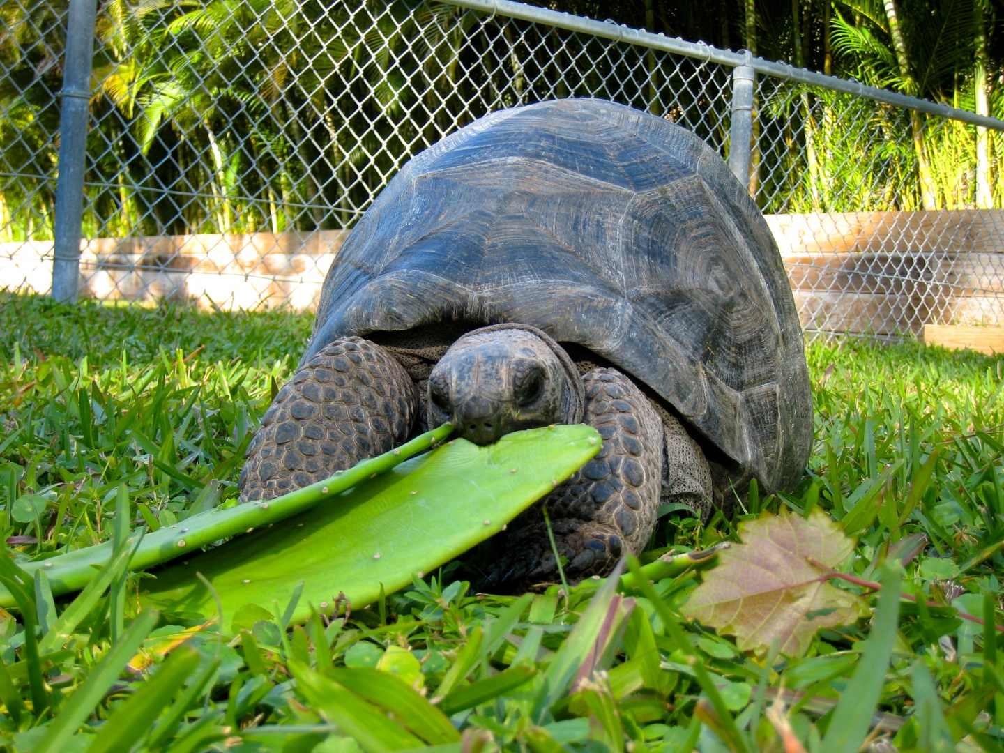 Aldabra Breeders