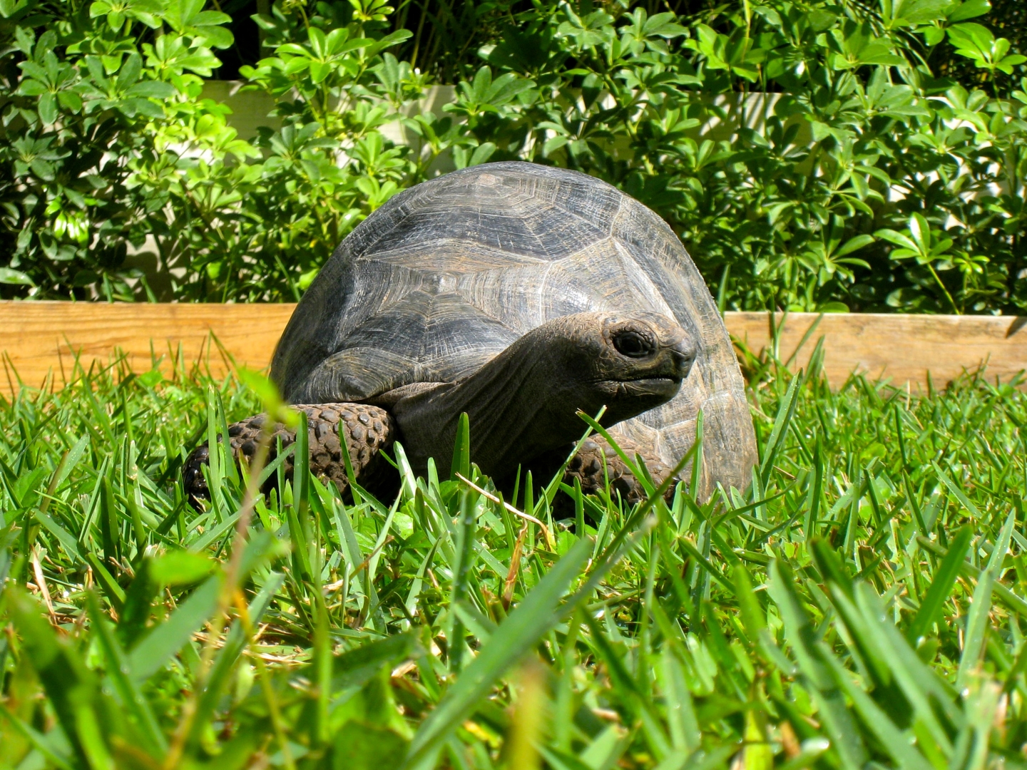 Aldabra Breeders