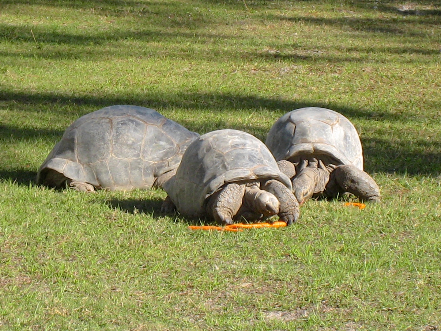 Aldabra Breeders