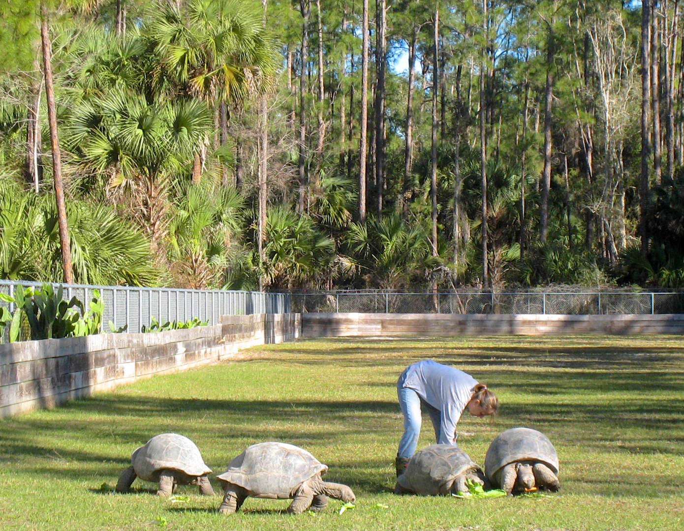 Aldabra Breeders