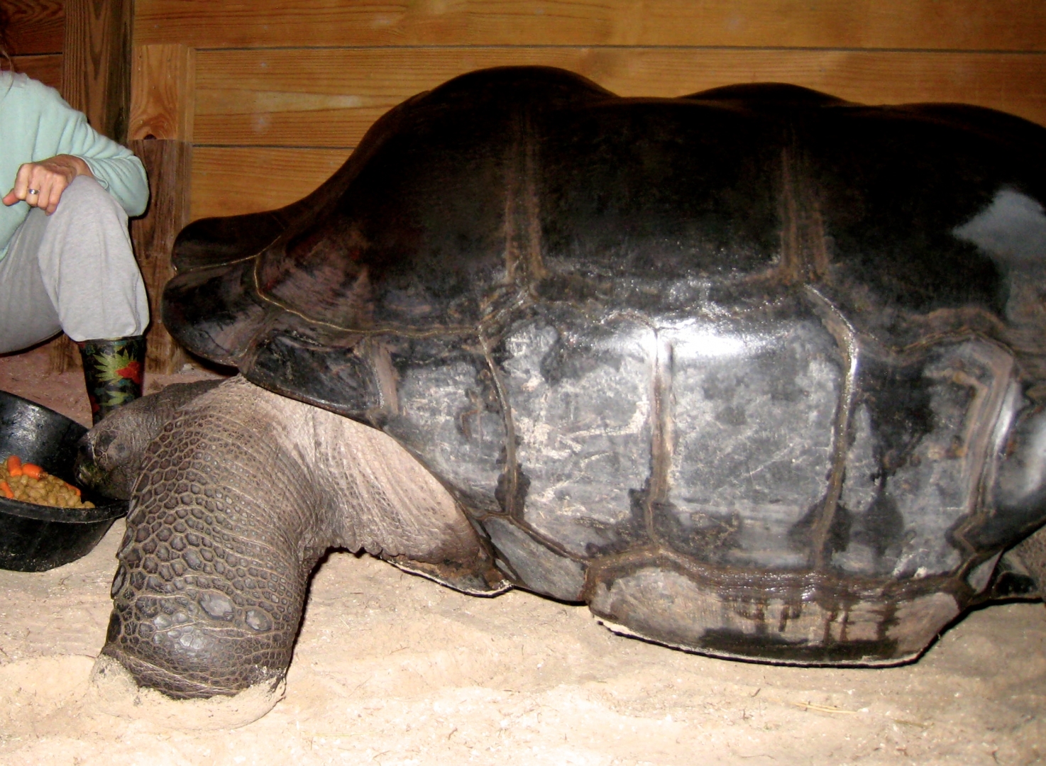 Aldabra Breeders