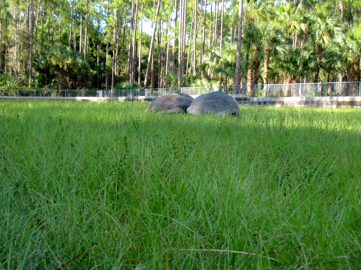 Aldabra Breeders