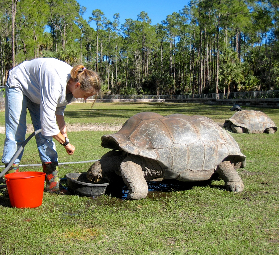 Aldabra Breeders