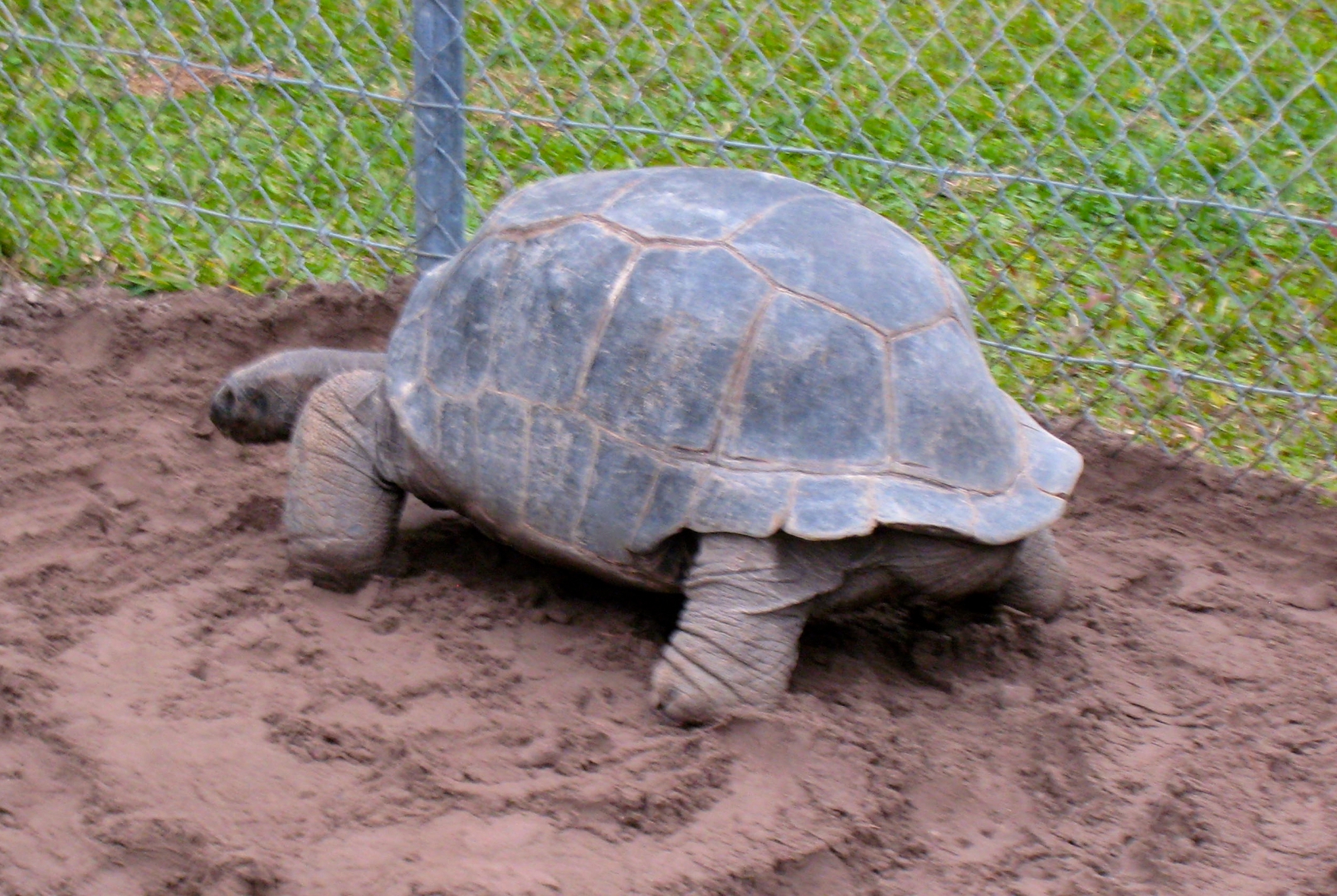 Aldabra Breeders