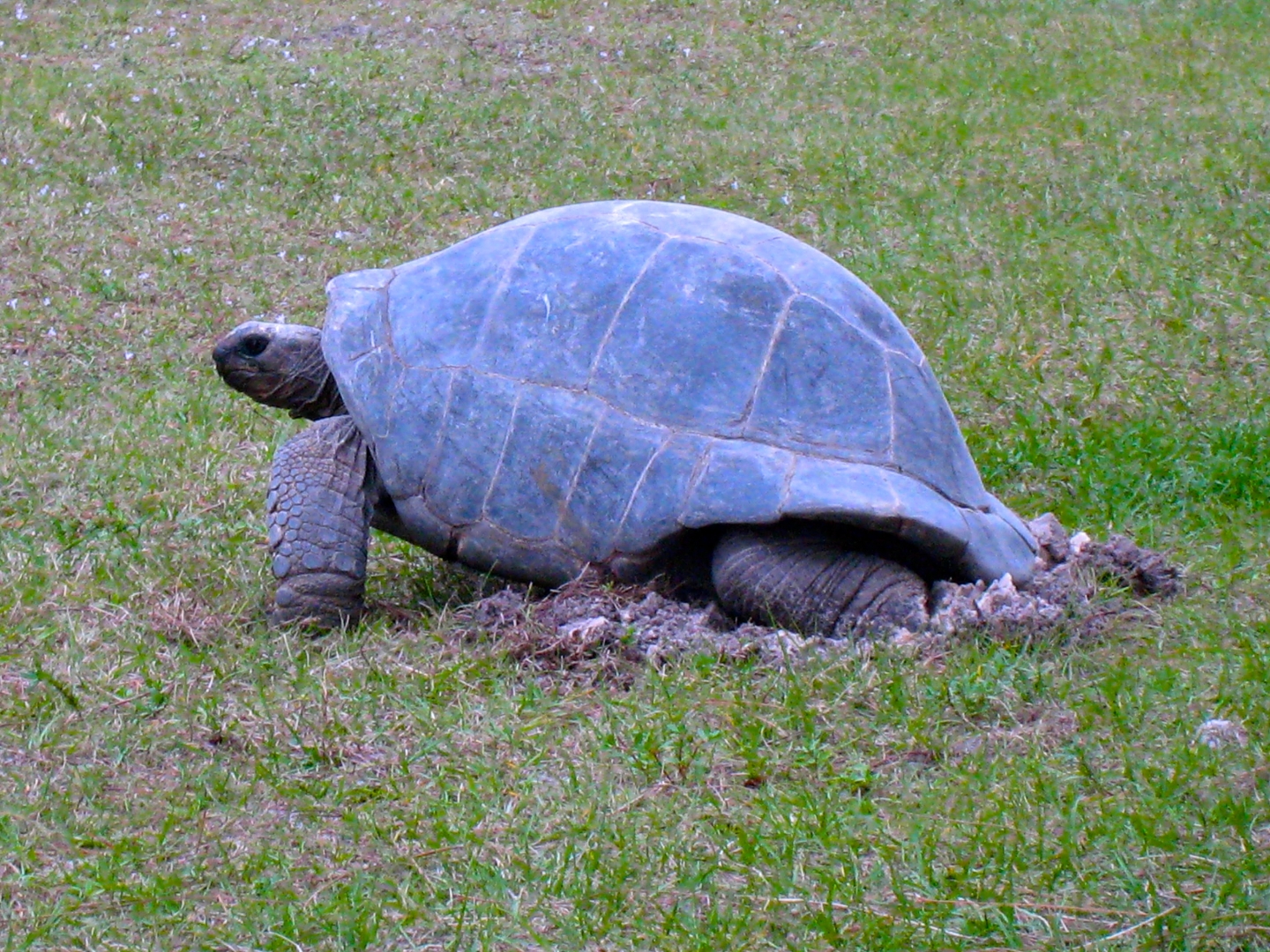 Aldabra Breeders