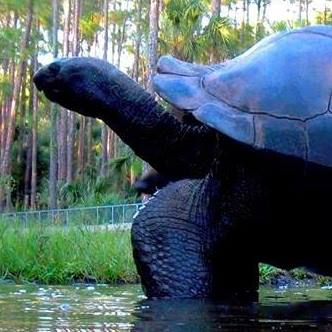 Aldabra Breeders