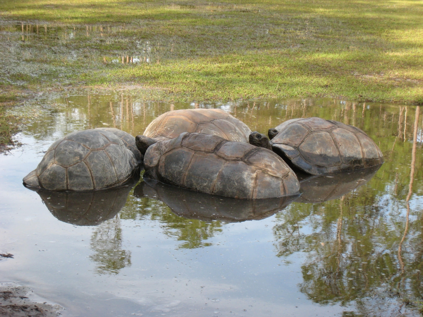 Aldabra Breeders