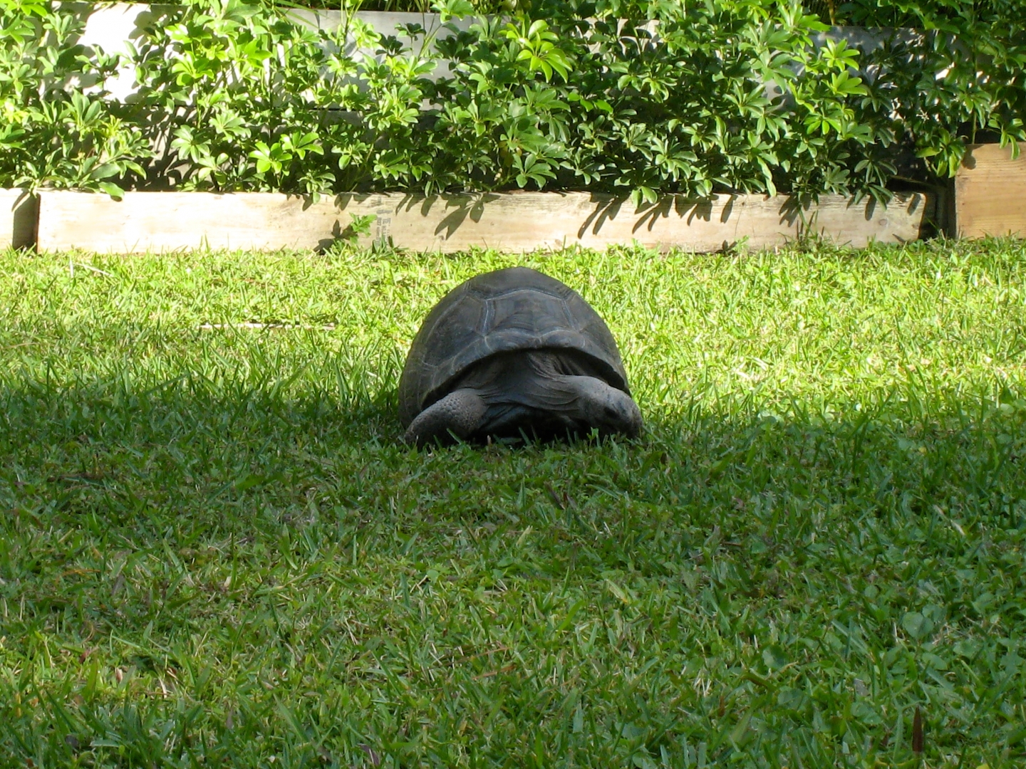 Aldabra Breeders