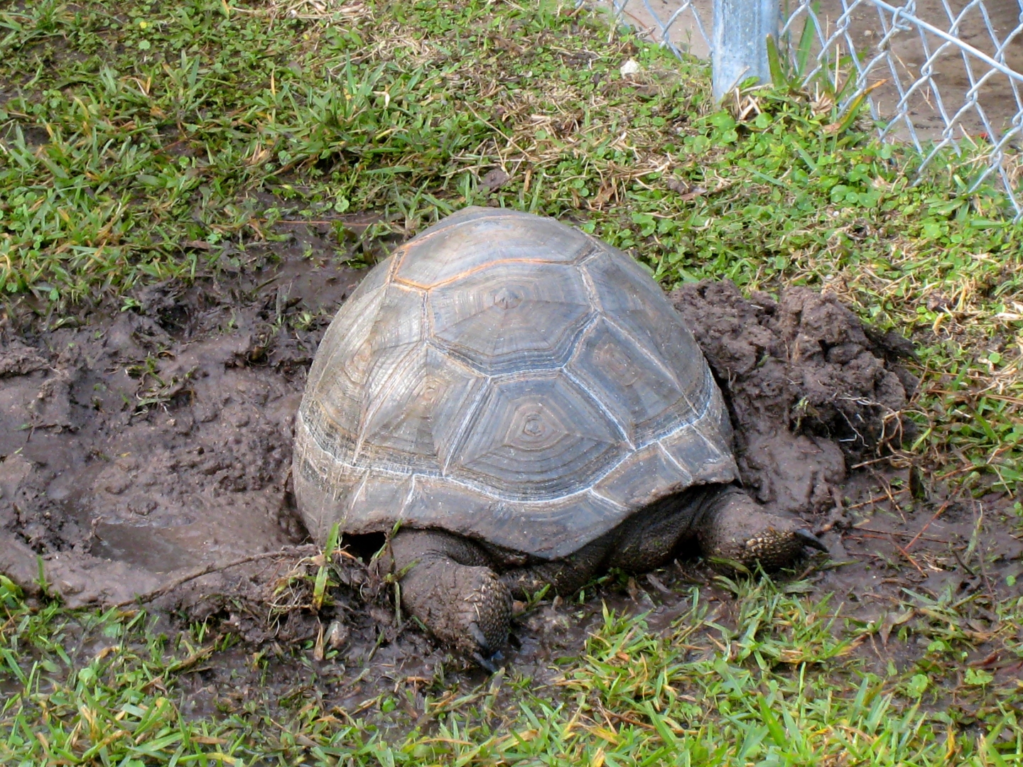 Aldabra Breeders