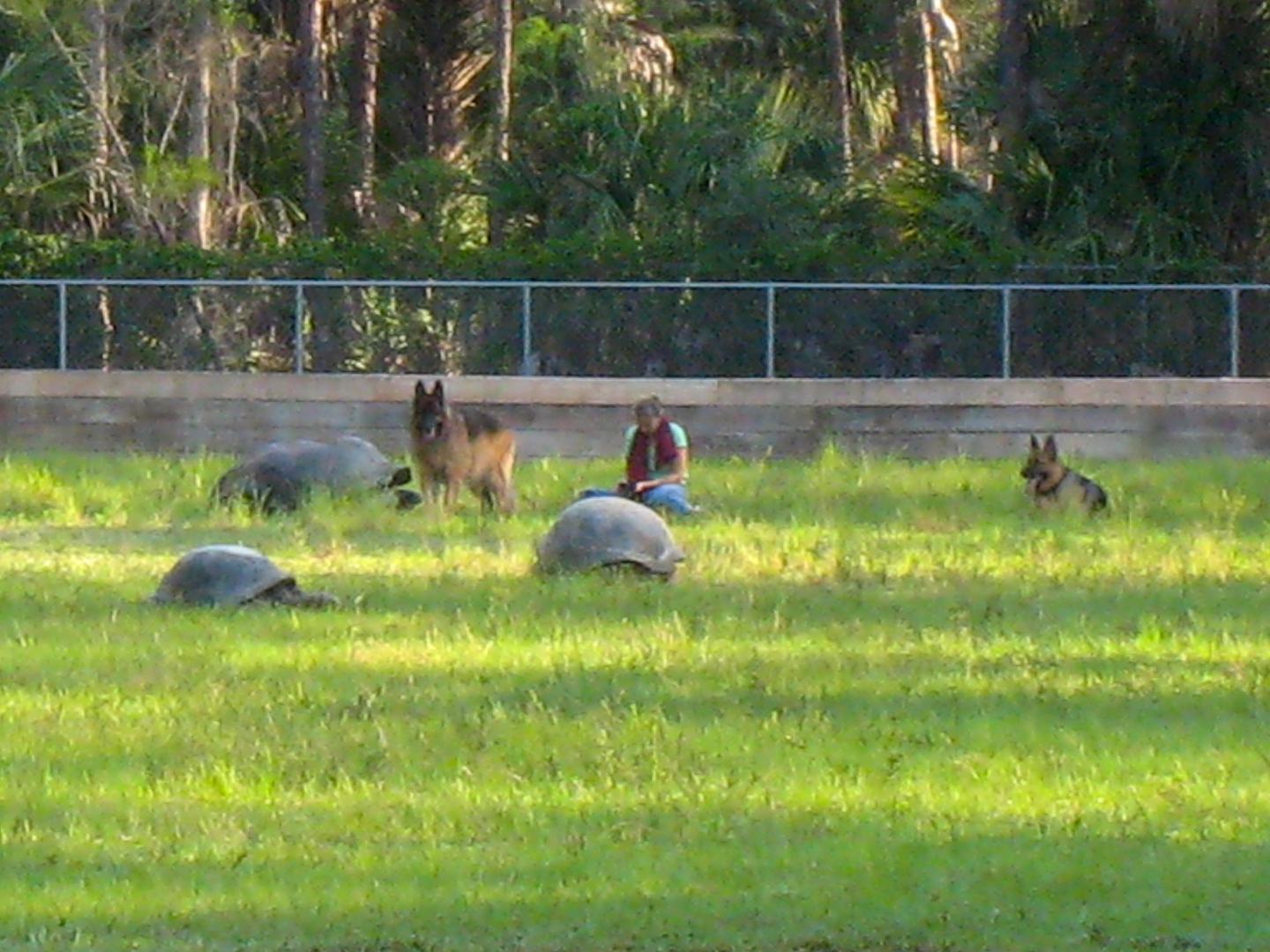 Aldabra Breeders