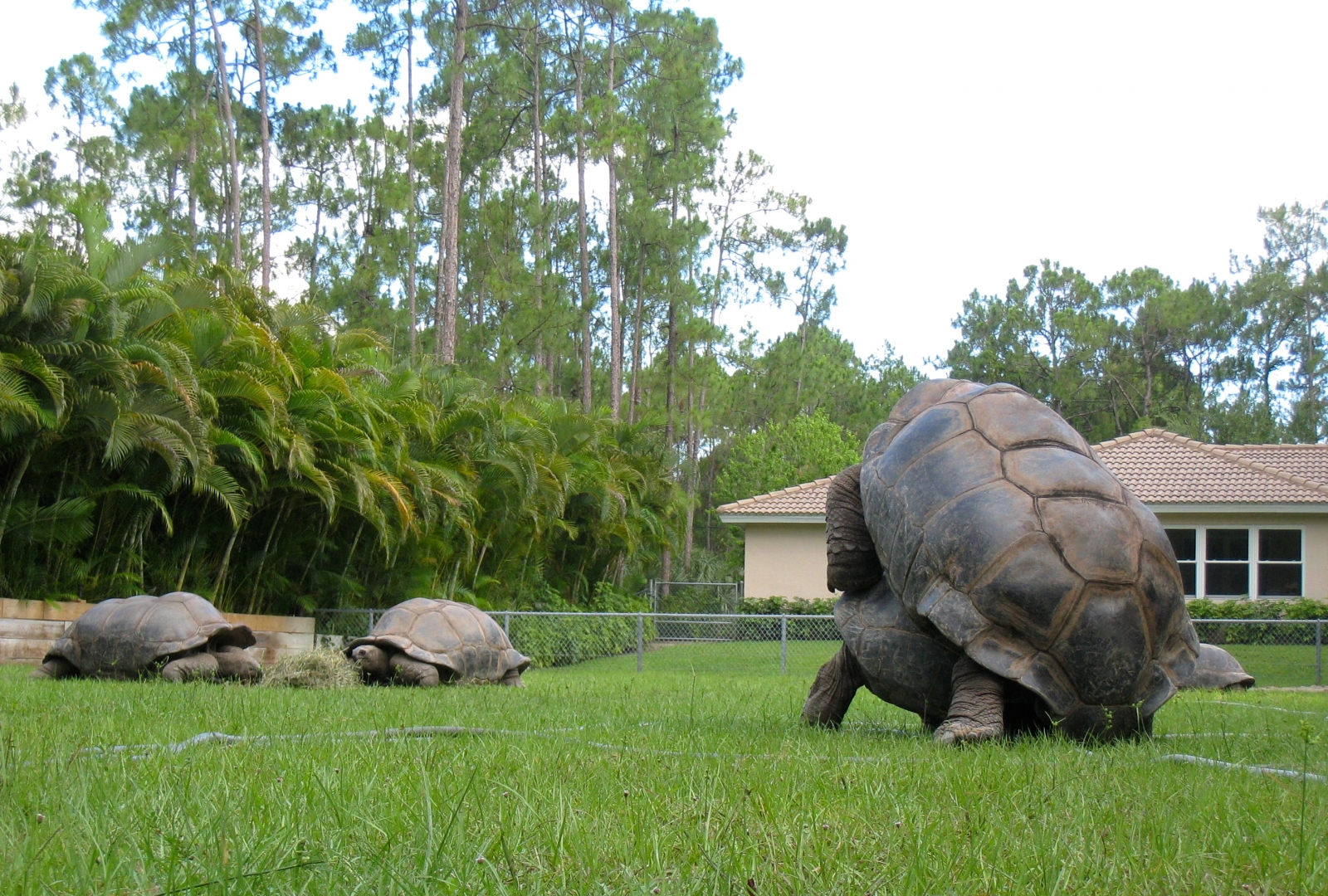 Aldabra Breeders