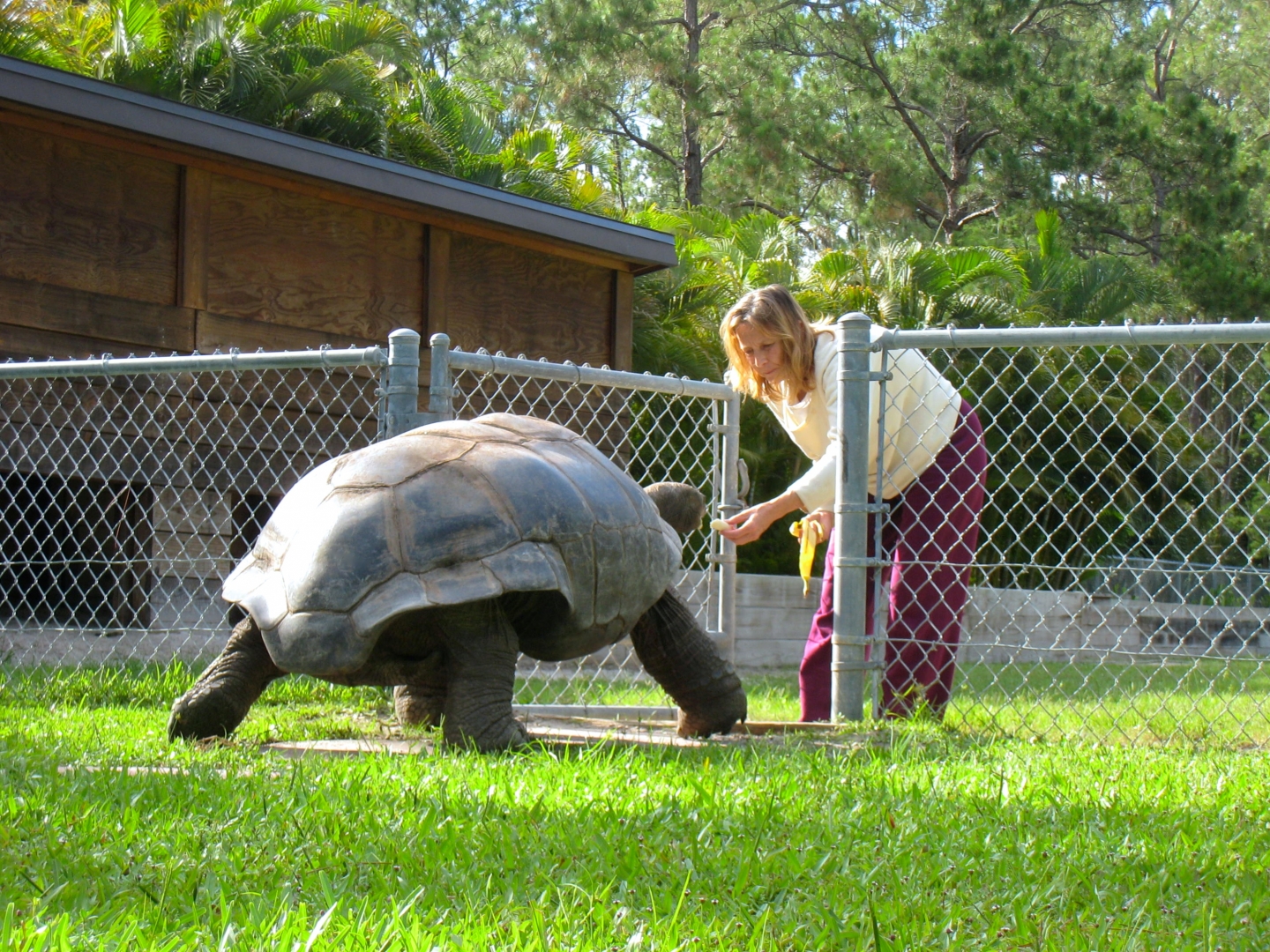 Aldabra Breeders