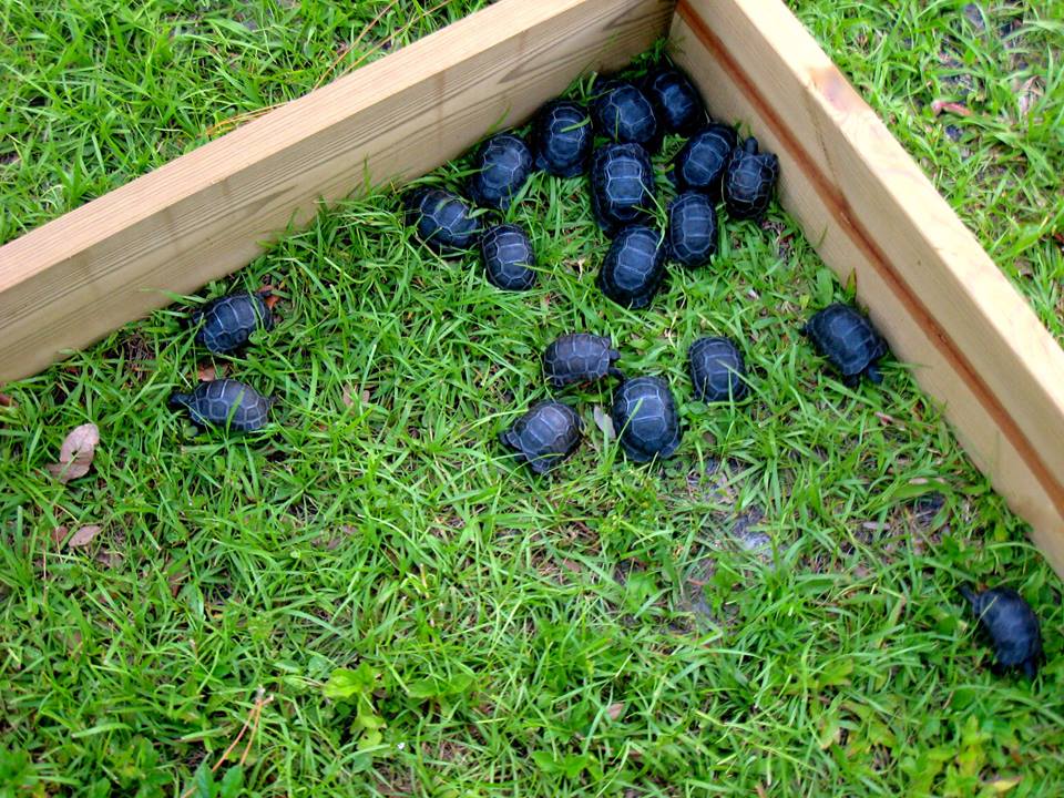 Aldabra Breeders