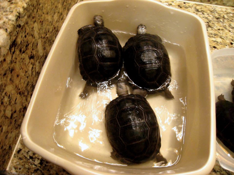 Aldabra Breeders