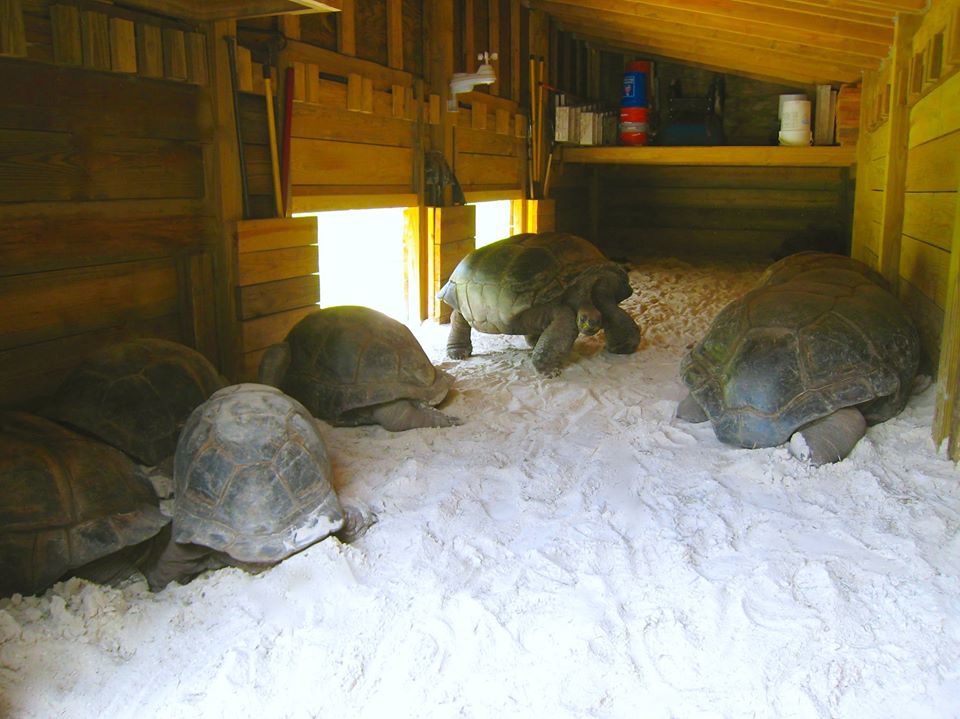 Aldabra Breeders