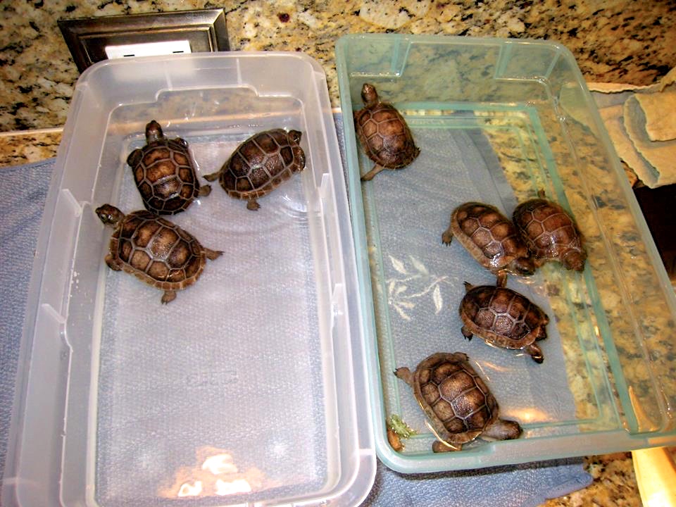 Aldabra Breeders