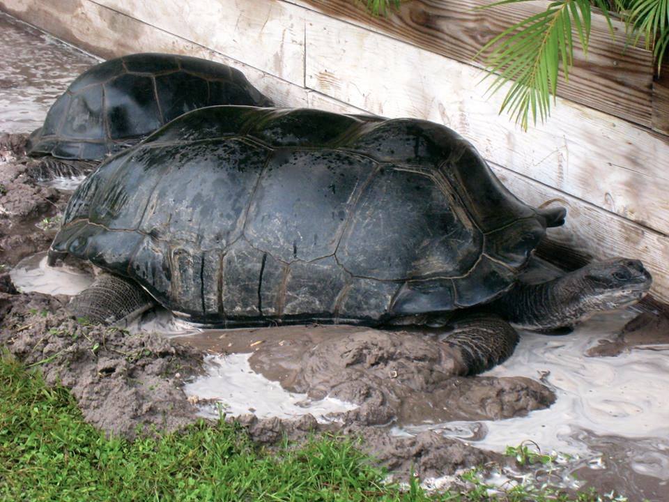 Aldabra Breeders