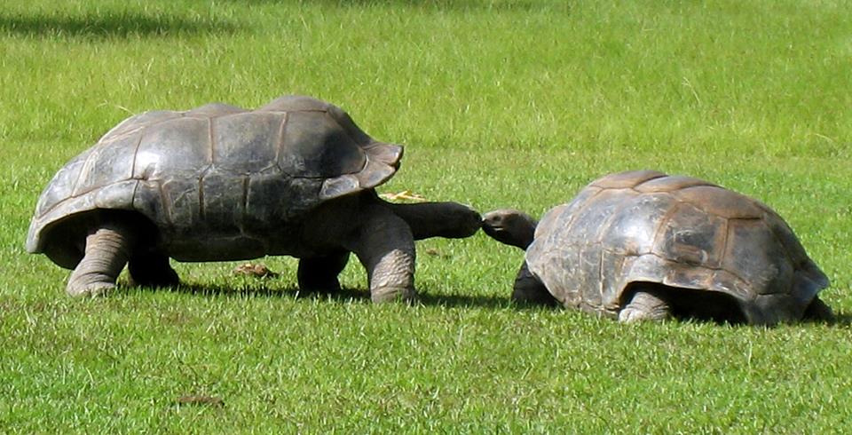 Aldabra Breeders