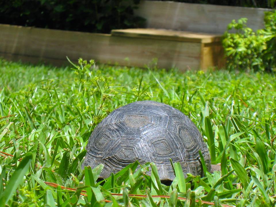 Aldabra Breeders