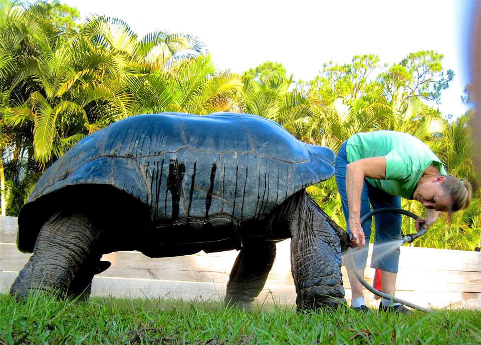 Aldabra Breeders
