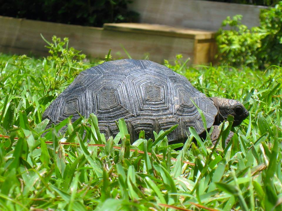 Aldabra Breeders