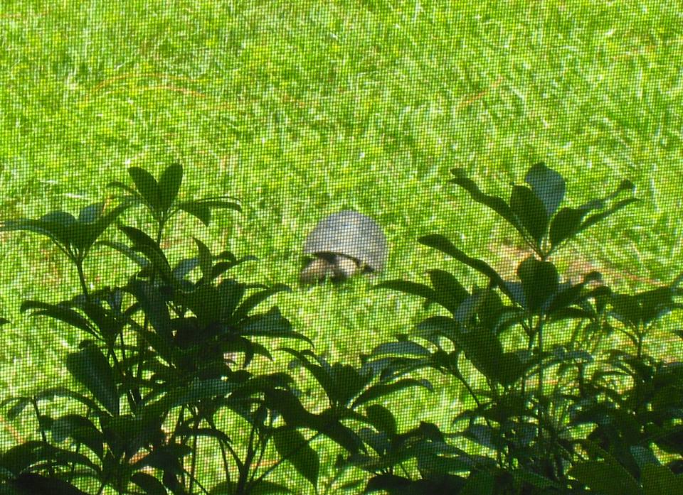Aldabra Breeders