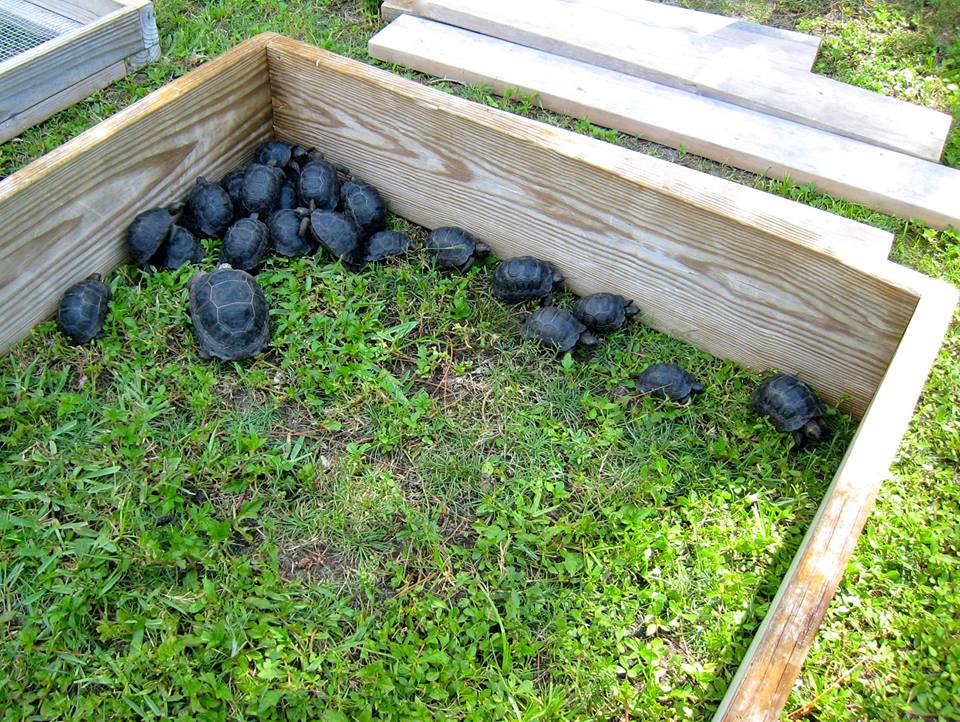 Aldabra Breeders