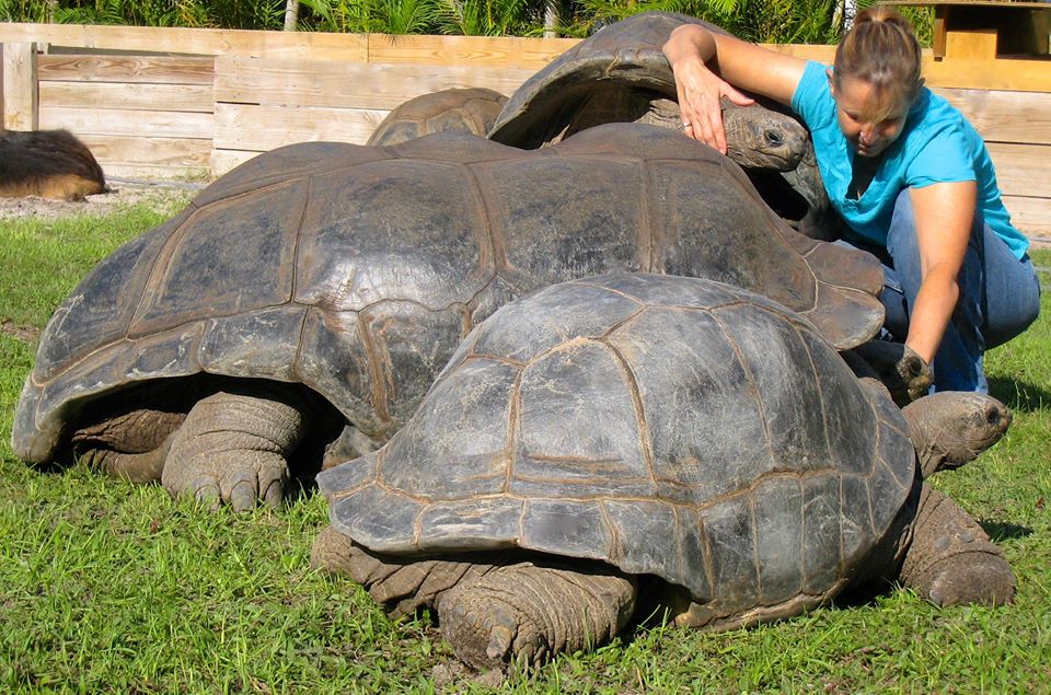 Aldabra Breeders