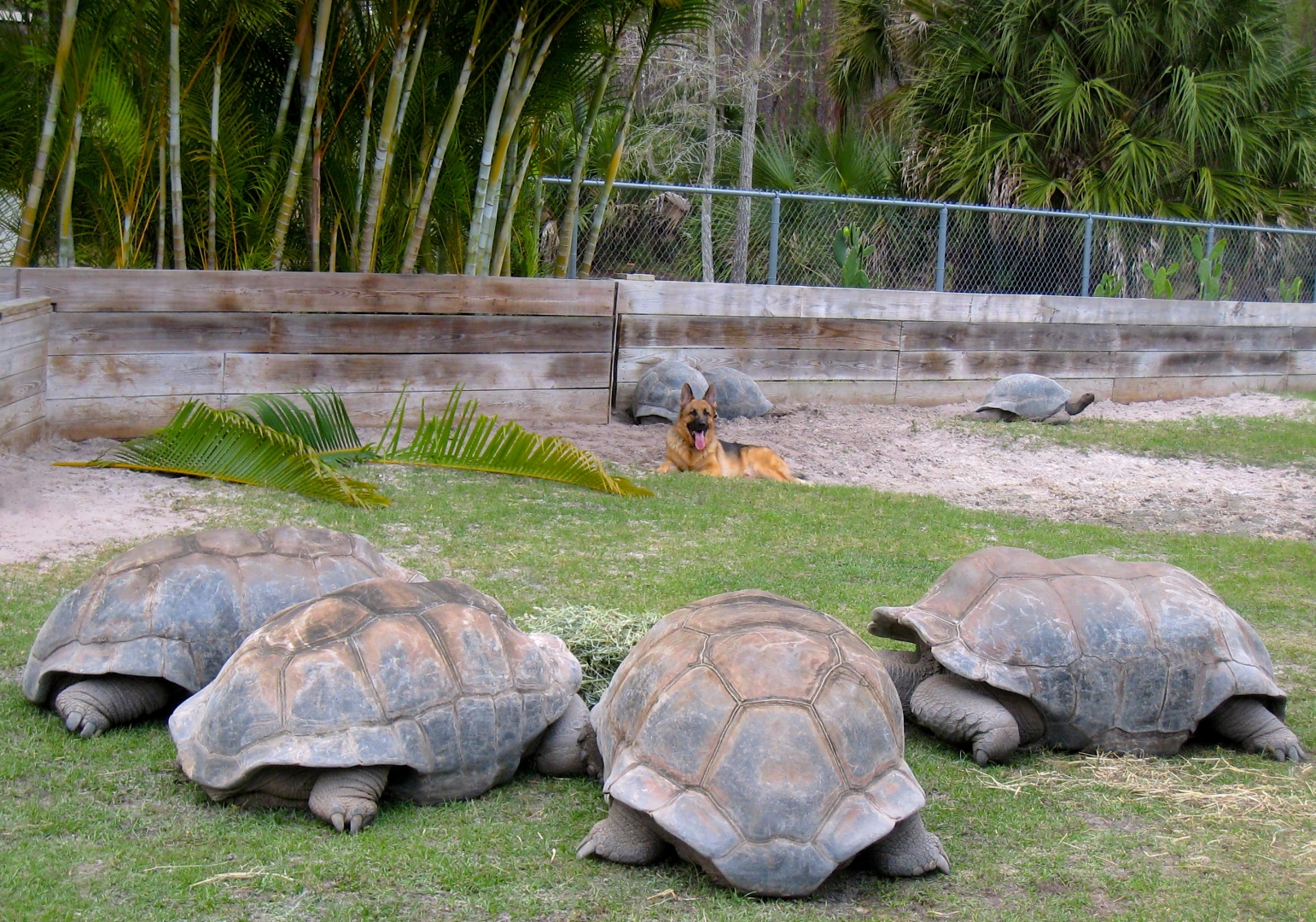 Aldabra Breeders