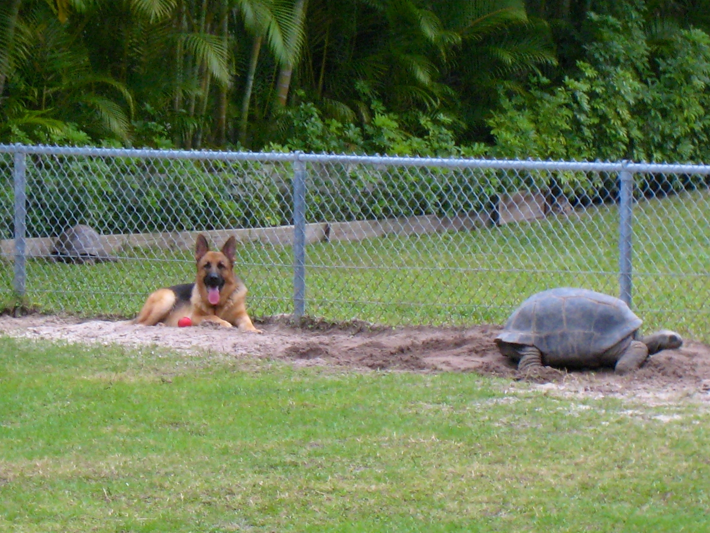 Aldabra Breeders