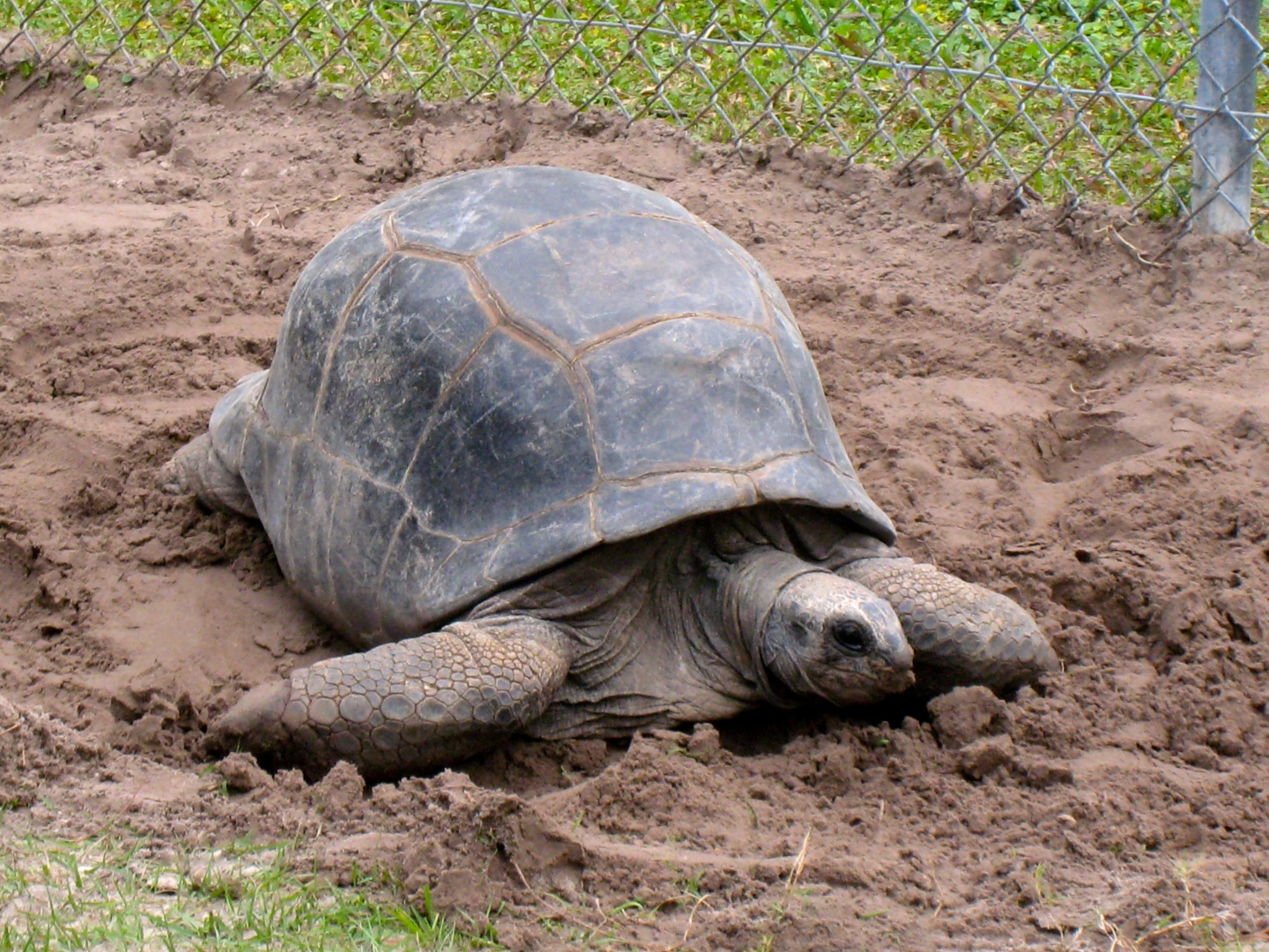 Aldabra Breeders