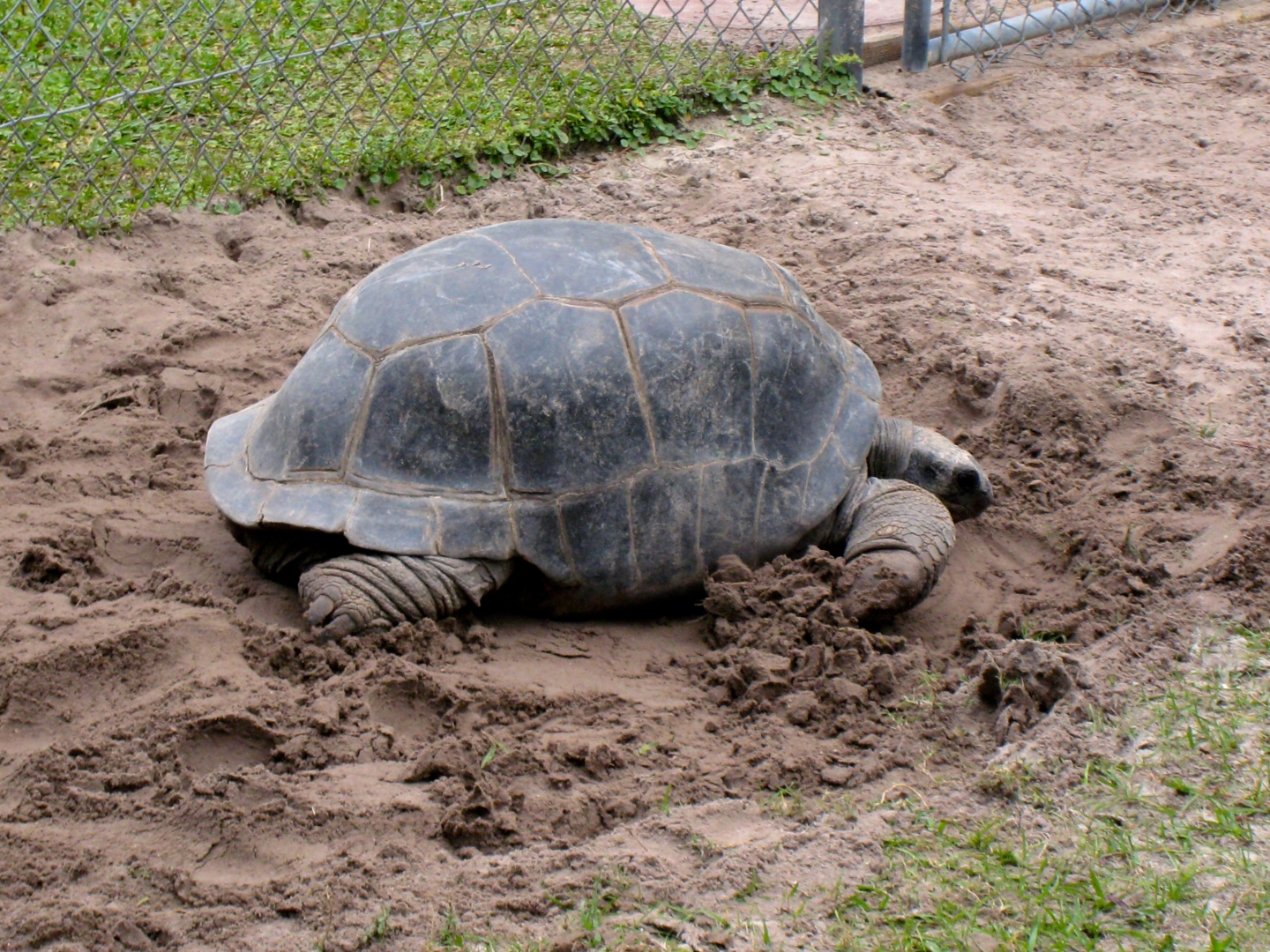 Aldabra Breeders