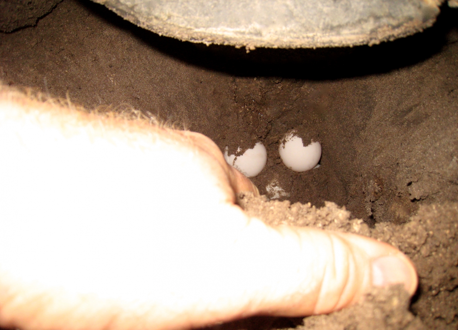 Aldabra Breeders