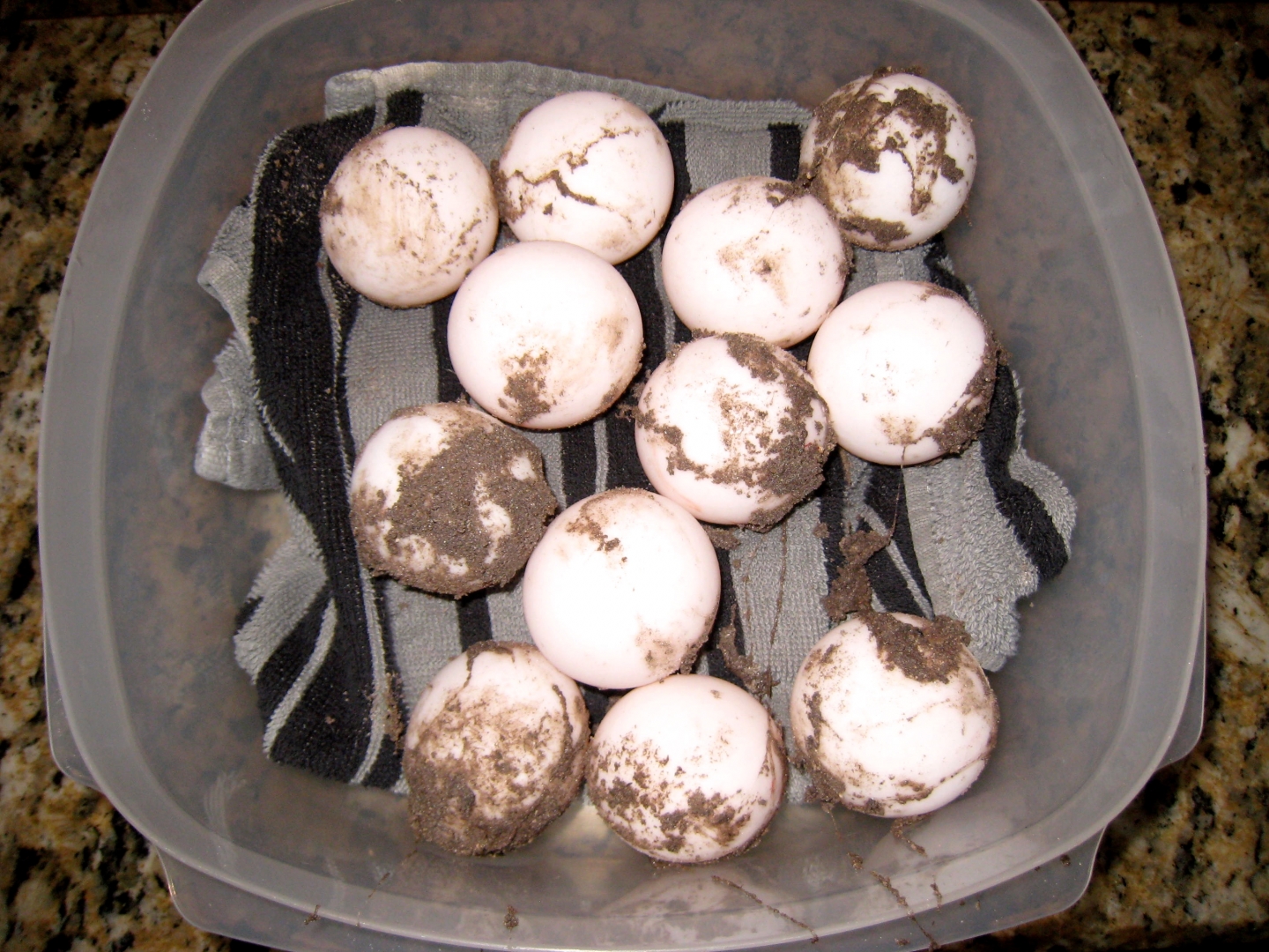 Aldabra Breeders