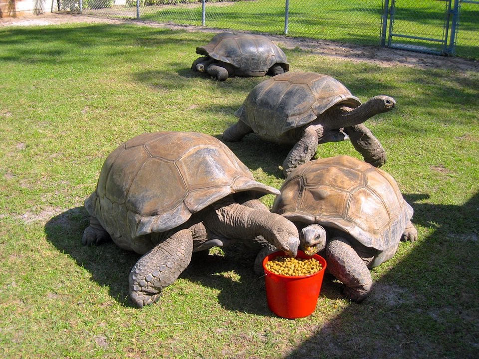 Aldabra Breeders