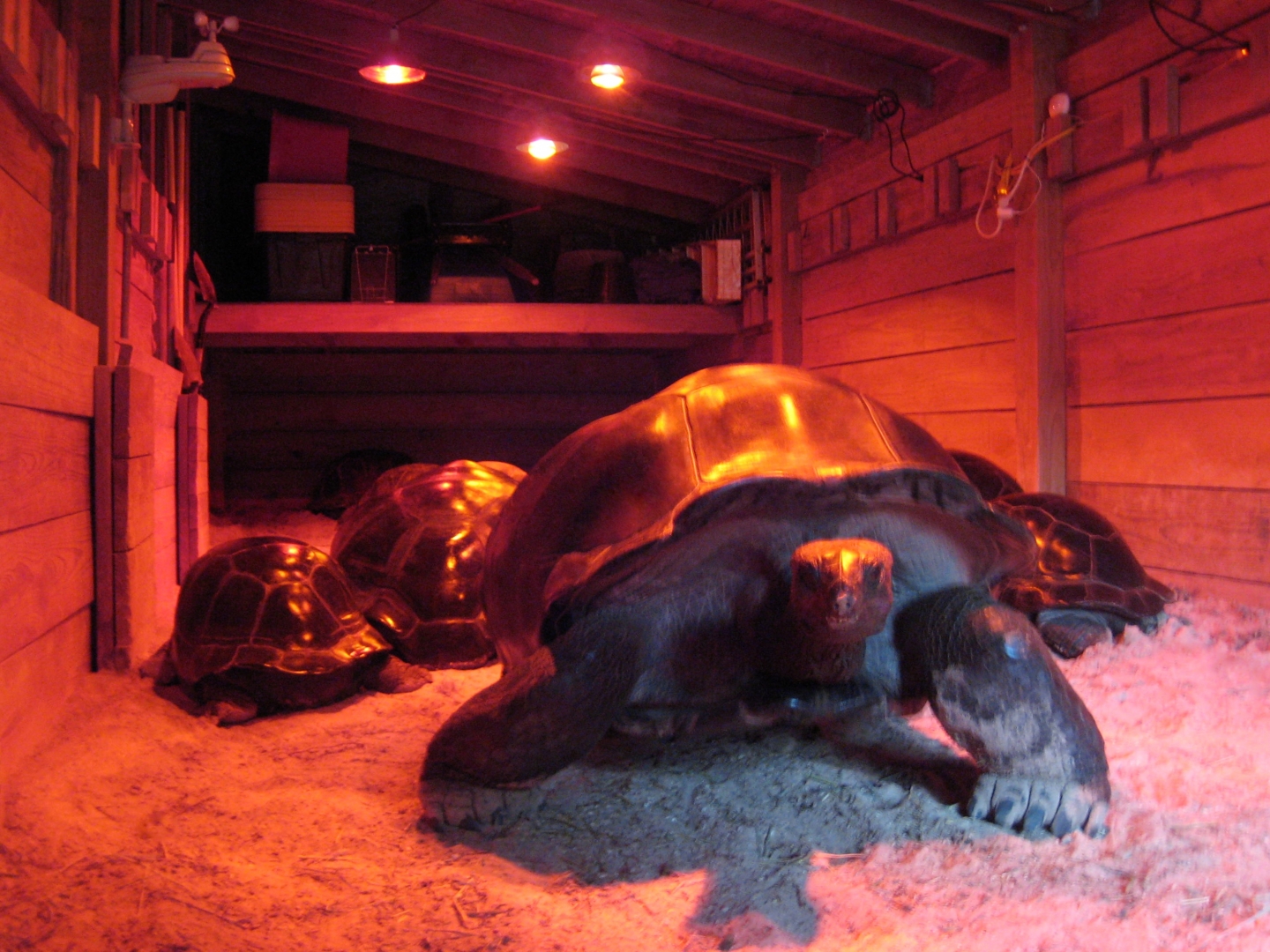 Aldabra Breeders