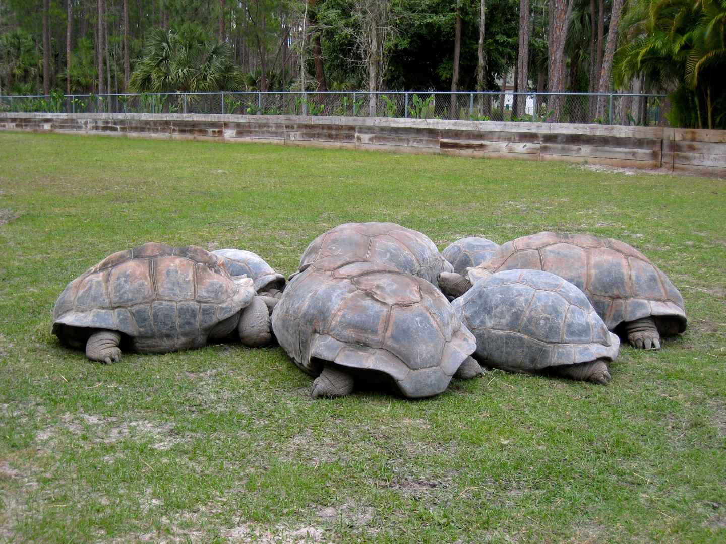 Aldabra Breeders
