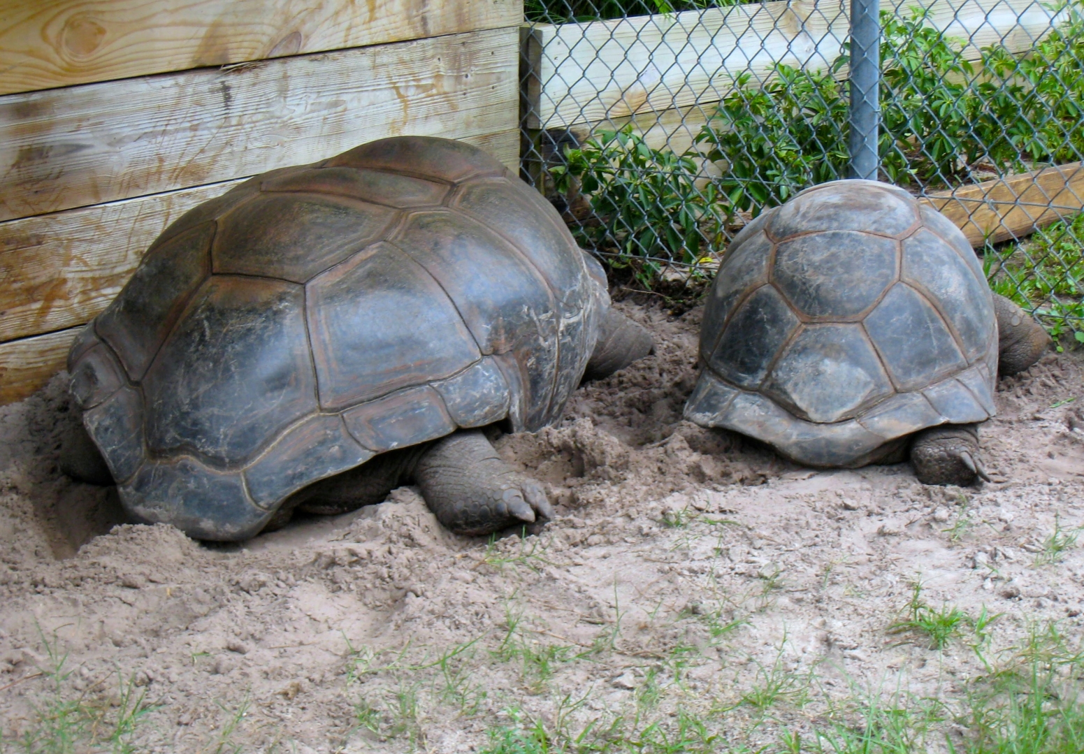Aldabra Breeders