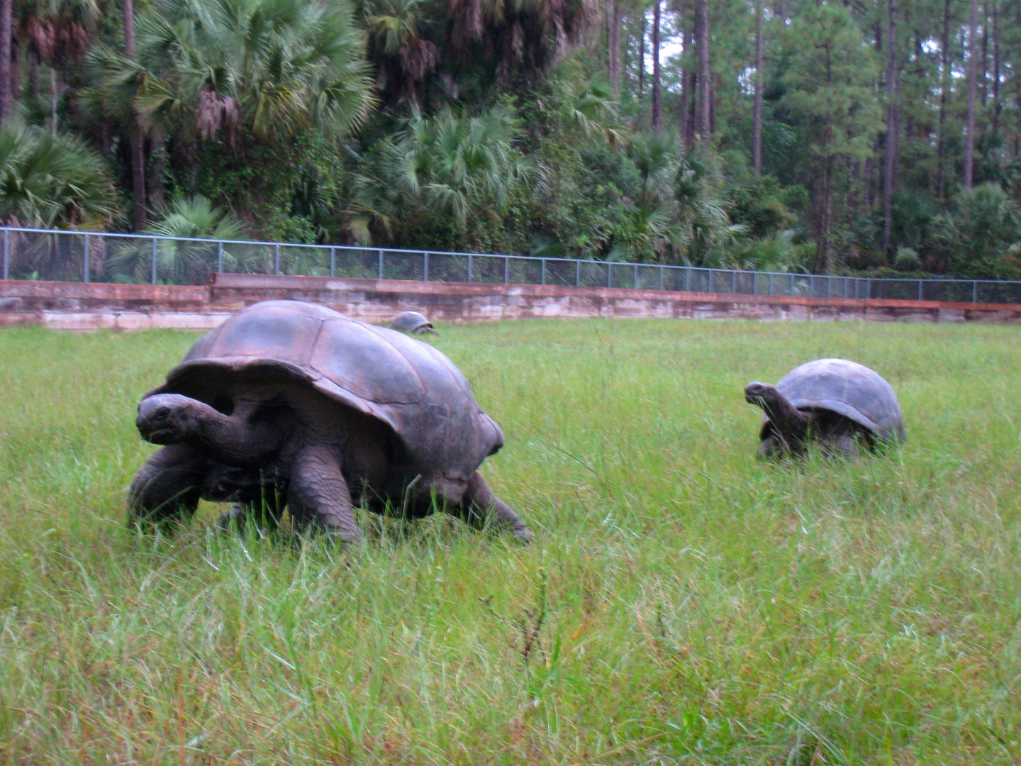 Aldabra Breeders